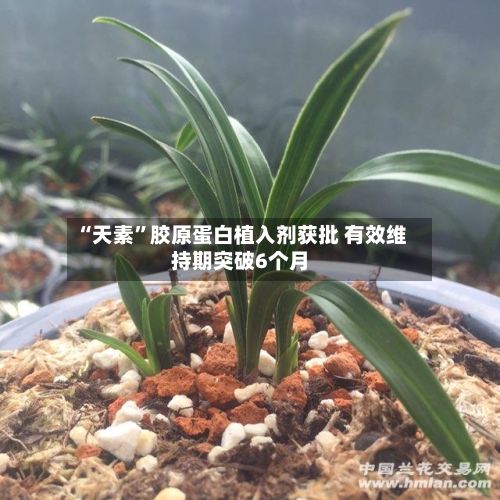 “天素”胶原蛋白植入剂获批 有效维持期突破6个月-第1张图片