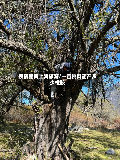 疫情期间上海旅游/一亩桃树能产多少桃胶-第1张图片