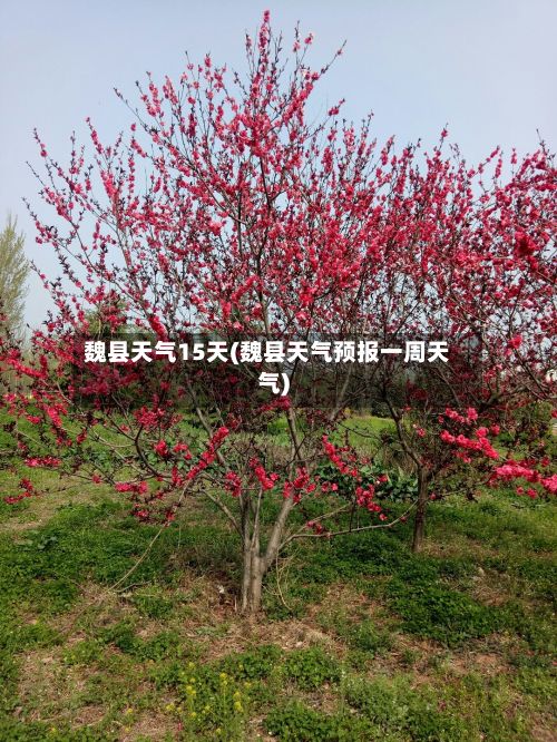 魏县天气15天(魏县天气预报一周天气)-第1张图片
