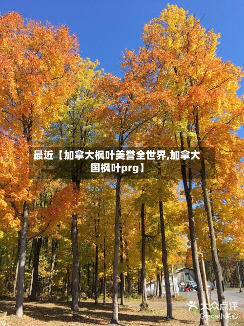 最近【加拿大枫叶美誉全世界,加拿大国枫叶prg】-第1张图片