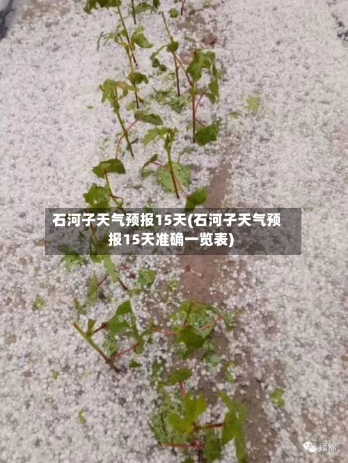 石河子天气预报15天(石河子天气预报15天准确一览表)-第1张图片