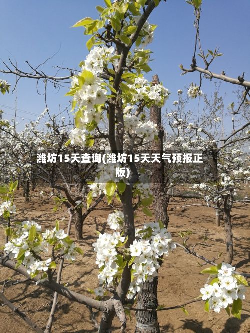 潍坊15天查询(潍坊15天天气预报正版)-第1张图片