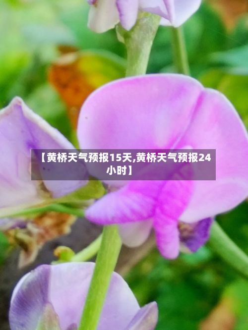 【黄桥天气预报15天,黄桥天气预报24小时】-第1张图片